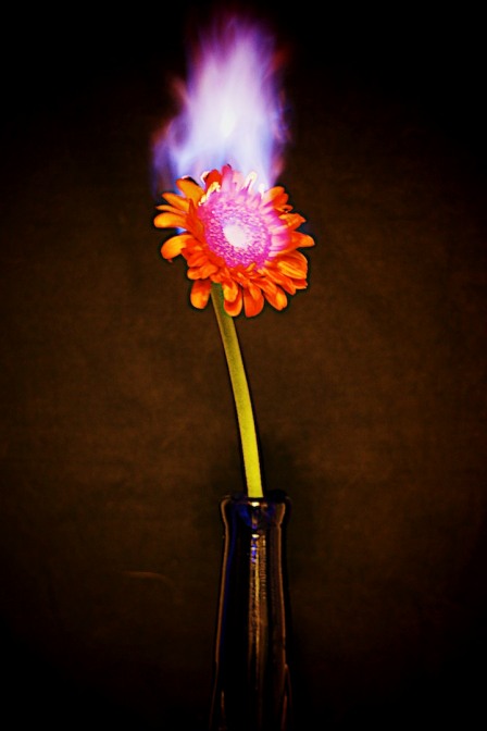 I edited the original shot slightly, using CameraBag 2, to see what other effects I could get with the image. I prefer the stronger circle of light behind the flower here, but the highlights in the flames have been pushed a little too far up, losing some of the detail.