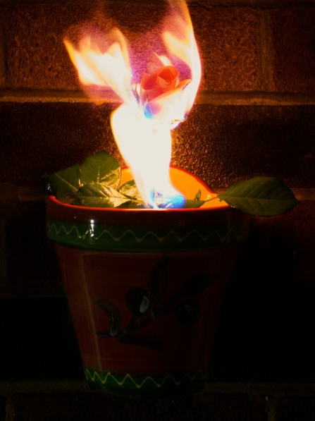 My first attempt at a photo of a flower on fire - I like the shape of the flames, almost like a fire angel with a rose for its head. The flames are not delicate enough for the effect that I was looking for though.