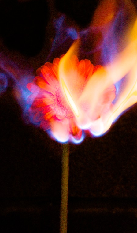 I chose orange germini, as I wanted the blue flames of alcohol to contrast with the orange flower.