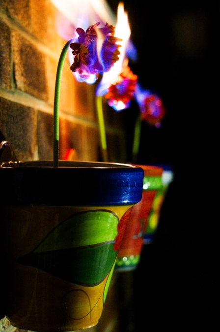 This was my favourite overall shot from my first attempt with the flowers. It looks sharp, and I like the fact the colourful pots are included too.
