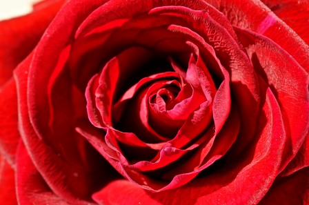 A similar shot to the featured image, but with the rose being centred in the composition.